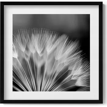 Obraz Závěsný obraz v černém rámu Černobílý detail na pampeliška 50x50 cm