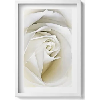 Obraz Dekorativní nástěnný obraz do pokoje Jemné okvětní lístky bílé růže 40x60 cm