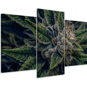 Obraz Obraz Triptych Konopí ROSTLINA z Blízka 3D 90x60