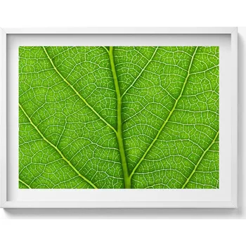 Obraz Závěsný obraz na zeď dekorace do bytu Žilky zeleného listu 80x60 cm