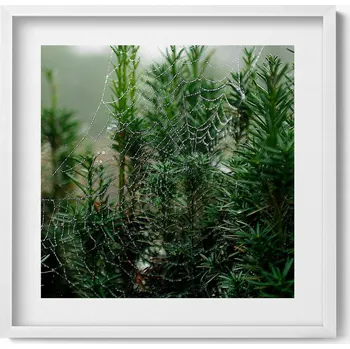 Obraz Nástěnný obraz v bílém rámu s motivem Pavučina s rosou na stromě 50x50 cm