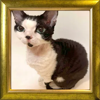 Obraz RÁMEČEK NA STOJÍCÍ I ZAVĚŠNÝ DŘEVĚNÝ 25 MM 20X20 ZLATÁ BARVA