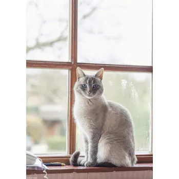 Obraz Plakát Kočka na parapetu okna bez rámu 21 x 29,7 cm