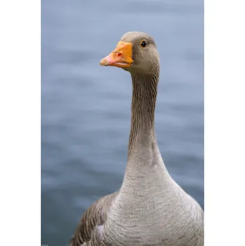 Obraz Plakát Husa bez rámu 40 x 60 cm