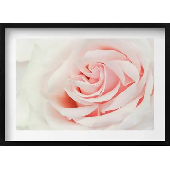 Obraz Obraz v černém rámu, dekorace na zeď Zblízka na okvětní lístky růže 70x50 cm