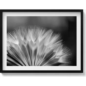 Obraz Obraz grafika v černém rámu Černobílý detail na pampeliška 80x60 cm