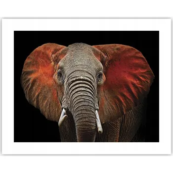 Obraz Obraz plakát na zeď bez rámu 50x40 slon foto plakáty do obýváku ložnice