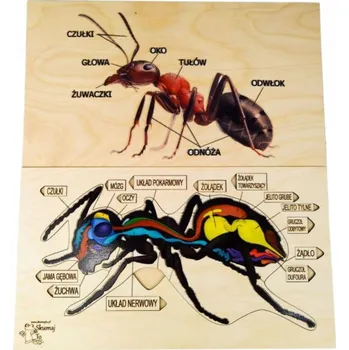 Dřevěná hračka Anatomie mravence, dřevěné puzzle, stavba mravence, vyjímatelné prvky z p