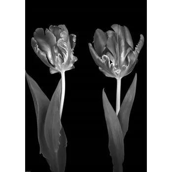 Obraz Rokokové Tulipány Plakát bez rámu 42 x 59,4 cm