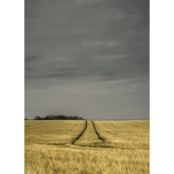 Obraz Plakát Pšeničné pole bez rámu 20,5 x 28,4 cm