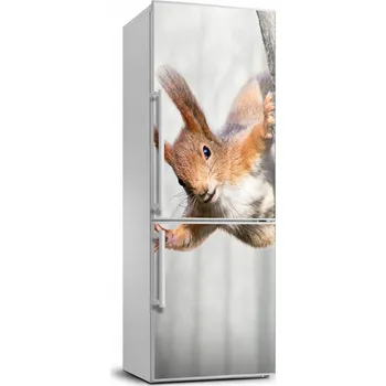 Fototapeta Fototapeta na lednici Veverka na stromě