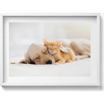 Obraz Dekorativní nástěnný obraz v bílém rámu Spící zvířata kočka a pes 70x50 cm