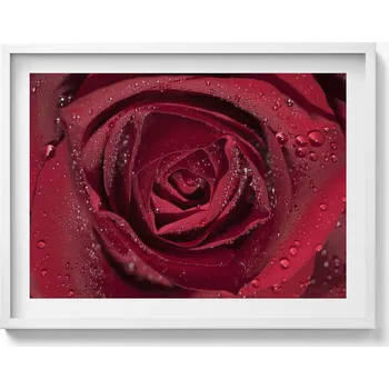 Obraz Obraz v bílém rámu do obýváku Detail červené růže v rose 80x60 cm