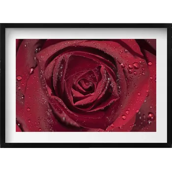 Obraz Nástěnný obraz v černém rámu - Detail červené růže s rosou 70x50 cm