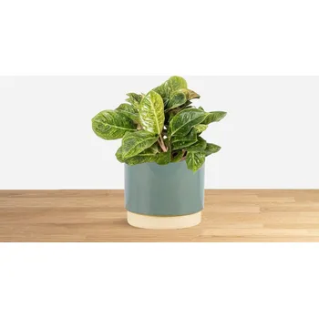 Sazenice DMP Aglaonema Apple Green 'S' 12 cm