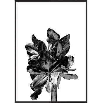 Obraz OBRAZ PLAKÁT V RÁMU 33x43 cm Květina P1101