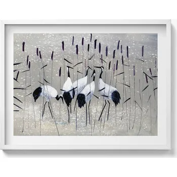 Obraz Dekorace, obraz s grafikou v krásném bílém rámu - Jeřábi v rákosí, 80x60 cm