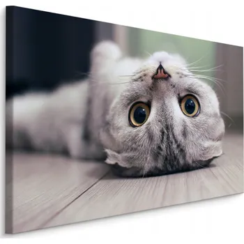 Obraz Obraz na plátně KOŤÁTKO Zvíře Perspektiva 40x30