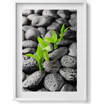 Obraz Stylový obraz v bílém rámu Zelené rostliny na mokrých kamenech 50x70 cm