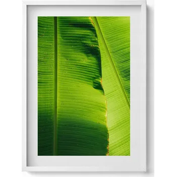 Obraz Obraz na zeď dekorace interiéru Zelené listy banánovníku na slunci 50x70 cm