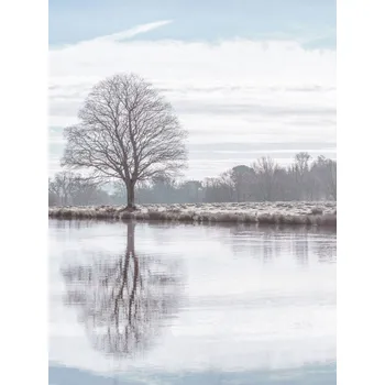 Obraz Plakát Odraz stromu v rybníku bez rámu 60 x 80 cm