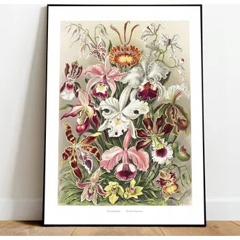 Obraz Plakát Obraz Orchidej Botanika Příroda bez rámu 70 x 50 cm