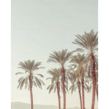 Obraz Plakát Palmové stromy bez rámu 40 x 50 cm