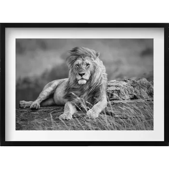 Obraz Dekorace, obraz s grafikou v krásném rámu - Majestátní lev, 70x50 cm