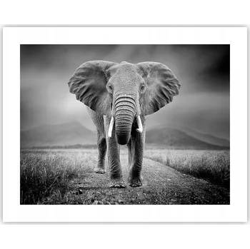 Obraz Obraz plakát na zeď bez rámu 50x40 slon foto plakáty do obýváku ložnice