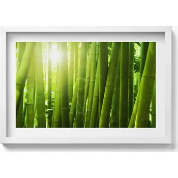 Obraz Dekorativní obraz v bílém rámu do obýváku Zelené stonky bambusu 60x40 cm