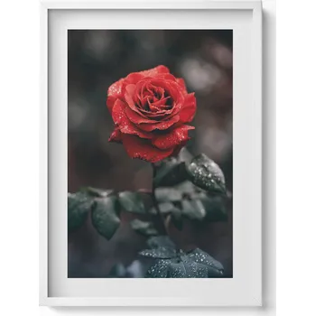 Obraz Dekorativní nástěnný obraz s grafikou v bílém rámu Červená květina růže 50x70 cm