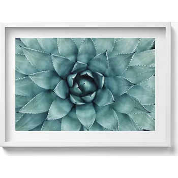 Obraz Obraz v bílém rámu dekorace na zeď Zelená rostlina sukulent 70x50 cm