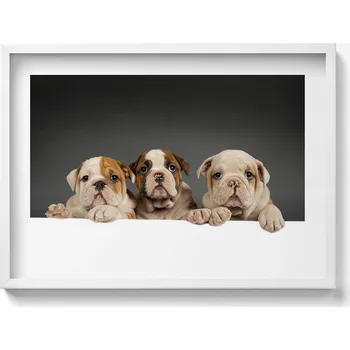 Obraz Nástěnný dekorativní obraz v rámu s grafikou Tři štěňata pejsci 70x50 cm