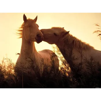 Plakát Plakát - Pár koní 75 x 45 cm (plakát na zeď)