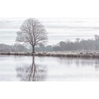 Obraz Plakát Odraz stromu v rybníku bez rámu 30 x 20 cm