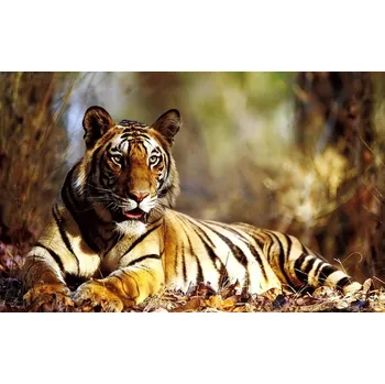 Plakát Plakát - Ležící tygr 60 x 37 cm (plakát na zeď)