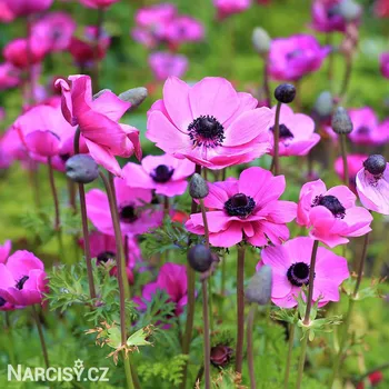 Cibulovina Sasanka - Anemone Sylphide .: 10 ks