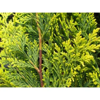 Sazenice Cypřišovec Leylandův 'Castlewellan Gold' Balení: kontejner C70, Tvar: výška 225-250cm, spirála