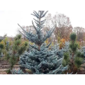 Sazenice Smrk pichlavý 'Iseli Foxtail' kontejner C250