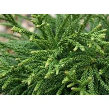 Sazenice Kryptomerie japonská 'Little Champion' kontejner C15