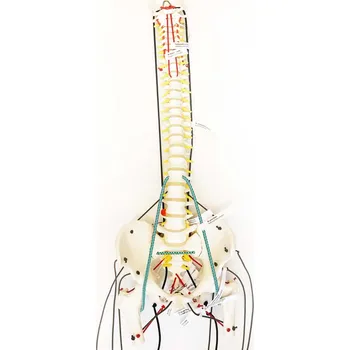 SM Systém SPS Model páteře se svaly SM Systém MUDr. Smíšek