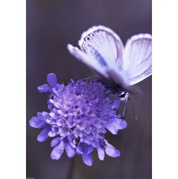 Obraz Plakát Motýl na květu bez rámu 29,7 x 42 cm