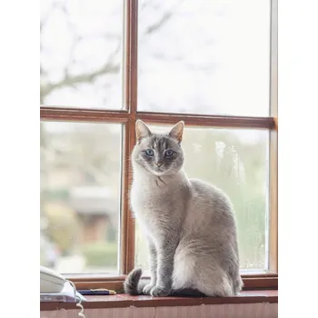 Obraz Plakát Kočka na parapetu okna bez rámu 60 x 80 cm