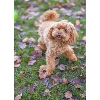 Obraz Plakát pudl bez rámu 39,5 x 55 cm