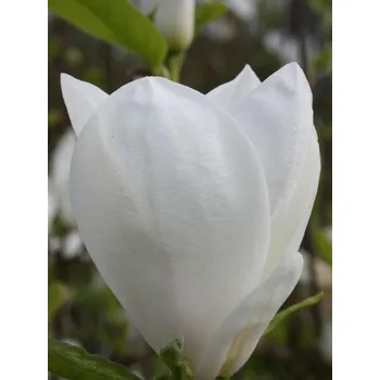 Sazenice Šácholán Soulangeův 'Alba Superba' Balení: kontejner C50+, Tvar: výška 200-250 cm