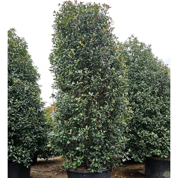 Příslušenství ke svářečce Blýskavka Fraserova 'Red Robin' kontejner C150