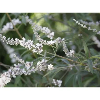 Sazenice Drmek obecný 'Alba' Balení: kontejner C50+, Tvar: výška 175-200 cm