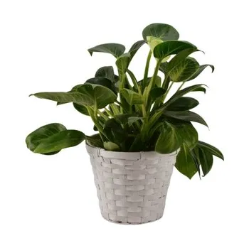 proutěný koš bílý výška 14,5 cm