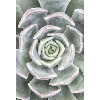 Obraz Plakát Sukulent bez rámu 61 x 90,5 cm