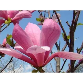 Sazenice Magnolie 'Galaxy' Balení: kontejner C70+, Tvar: výška 300-350 cm